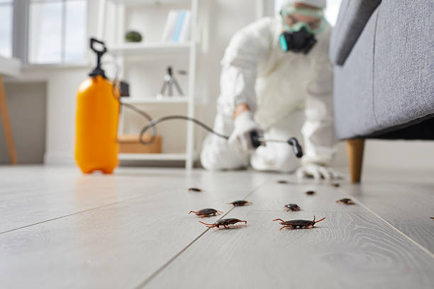 Trusted Cockroach Control service in Lincolnton, NC - Nex Pest Control
